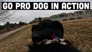 GO PRO DOG: watch my action packed walk 🐕‍🦺