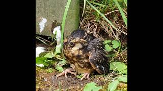 American Robin Fledgling Sitting On The Ground - #shorts