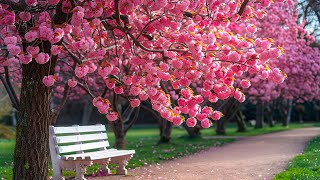 Музыка лечит сердце и сосуды🌿 Успокаивающая музыка восстанавливает нервную систему,расслабляющая #3