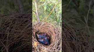 Wild Babbler Bird Babies #shorts