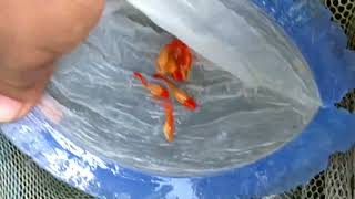 Albino Koi Red Ear Guppy Fish in Bangladesh