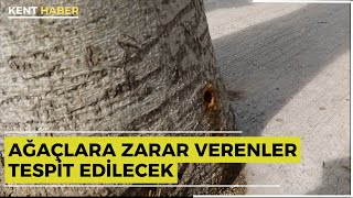 AĞAÇLARA ZARAR VERENLER TESPİT EDİLECEK