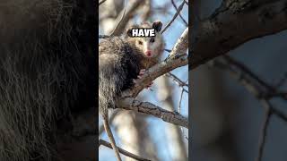 Opossum Playing Dead #shorts #viral #facts