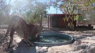 Liger Rescues Drowning Chipmunk