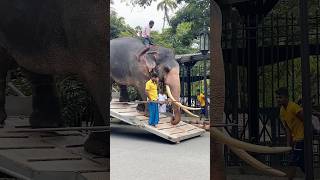 බහිනකල් හදිස්සිය කිතුල් කොටේ කන්න😏❤️| White tusker #tusker #viral #video #shots