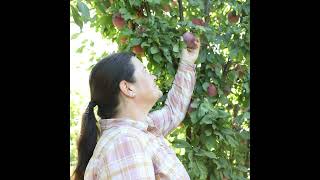 Creating New Fruit Trees at Zaiger's Genetics (Audio Podcast)