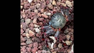 Tenerife - Crabs at Porto Colon Port #tenerife #portocolon #crabs