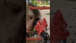 #кукареку#пожалуйста#петушок