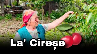 📌Despre Ciresi, Cati Avem in TOTAL??