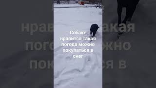 собака можно покупаться в снег