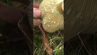 Weeping Milkcap (Lactifluus Volemus) Mushroom Milk Nature ASMR