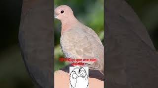 #CapCut :(#pajaros#trollface#nostalgia #tristeza