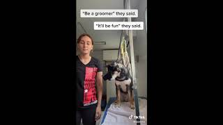 "IT MUST BE FUN TO BE A GROOMER" WATCH THIS VIDEO