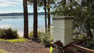 Bee Hive Time Lapse