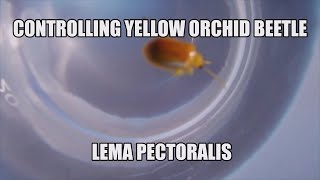 CONTROLLING YELLOW BEETLE ON ORCHIDS