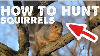 HOW to SQUIRREL HUNT! #howto #squirrel #hunt