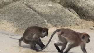 Monkeys have sex on the Beach