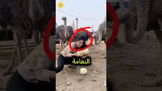 رقصة غريبة من أجل بيضة!  #shorts  #ابداع