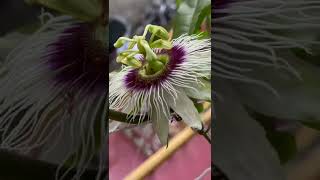 Passion flower pollinated by ants