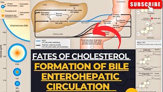 Fates of Cholesterol | Bile Formation | Enterohepatic Circulation | Cholelithiasis