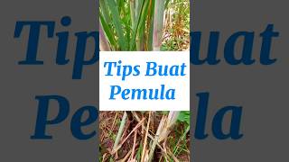 Tebu Besar dan Hitam|| Tips pemula