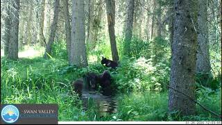 Black Bear Family Bath - July 2020