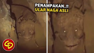 NAGA TERJELAS‼️ Penampakan Ular Naga di Goa yang Terekam Kamera