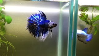 SOME TYPES OF BEAUTIFUL BETTA FISH (PART 4)