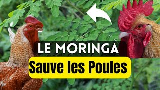 Comment Utiliser le Moringa pour Prévenir et Soigner les Maladies des Poules ?