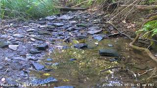 Hooded Warbler in stream on Wildlife Cam 1  7/12/2024