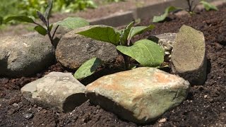 Planting Eggplants, Capsicums, Chillis, Edamame and Okra