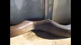 Giant Snake found at a water treatment plant