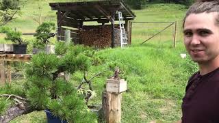 Bonsai Garden Part 3 - Lodgepole, Hemlock, Alder, Fir Bonsai