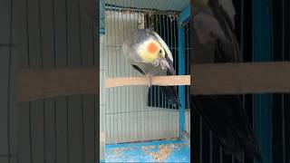 Cocktail Parrot voice #birds #parrot #cockatiel