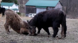 Scottish Highland Bull and Calf Playing