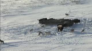 Wolfsrudel gegen Bisons