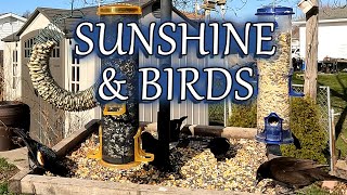 Watch and enjoy these wonderful birds enjoying a sunny day.