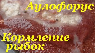 Аулофорус Живой корм для рыбок в домашних условиях