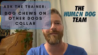 Dog Chews On Other Dogs Collar- Dog Training- Ask the Trainer-The Human Dog Team