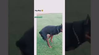 padosi ka dog vs my dog #shorts #ytshorts #uniqueop 😂