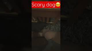 Scary dog #fyp #dog #pets #alien #ufo #crypto #dogsofyoutube #youtubeshorts #doggyzworld #pooch #now