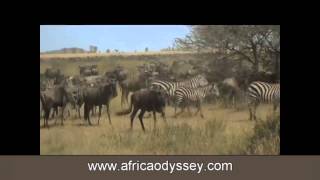 Namiri Plains, Safaris and honeymoons, video of Namiri Plains in the Serengeti with Africa Odyssey