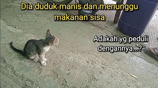 Mereka selalu menunggu makanan sisa dari pedagang dan pembeli, adakah yg peduli?