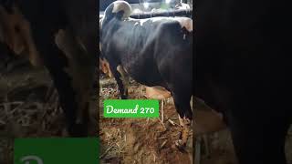 big cow for sale 2022 #mandi2022 #viral #buying #indian #bangladesh #china