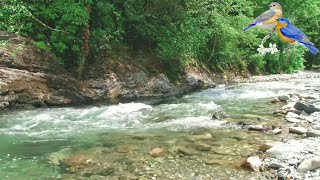 🎧Tranquil Mountain River Sounds + Birds Singing Nightingale | Nature Sounds For Sleeping, Relaxation