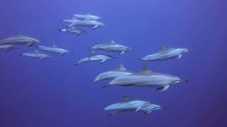 Spinner Dolphins and Pantropical Spotted Dolphins - 4-15-2022