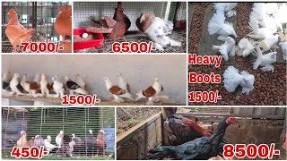 American Faintal, Sexon Sheild,Frillback, Heavy Boots Faintal,Fancy Pigeon Farm In Kerala Kabutar