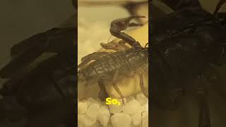 Scorpions: The Ultimate Survivalists! Part 8