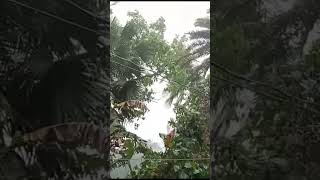 Thunder: Nature's Symphony in My Village's Torrential Rain #asmr #arainingday