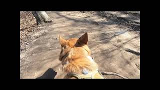 Nero.Corgi - Jensen Lake Trailhead - 4.5.2021